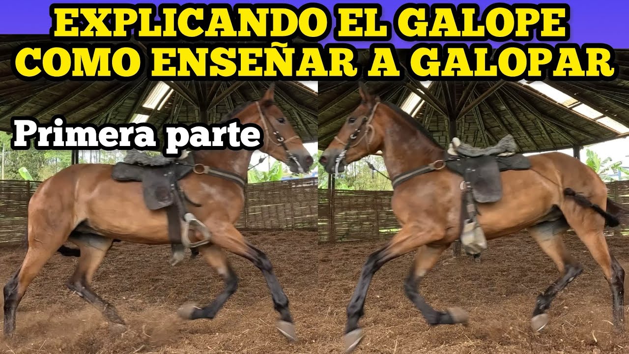 EXPLICANDO EL GALOPE COMO ENSEÑAR A GALOPAR