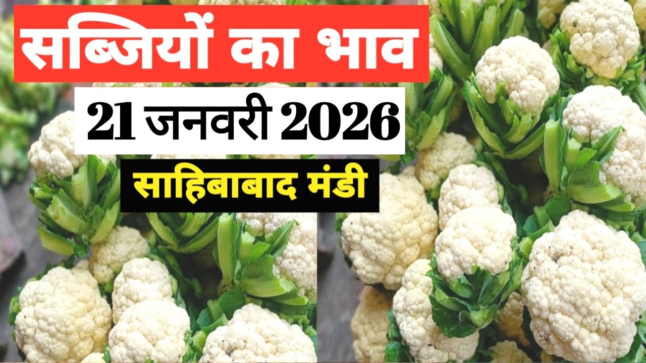 21 January 2026 🥬🫑 🥦 सब्जियों का भाव साहिबाबाद मंडी | today vegitables rates #mandirates #mandi 