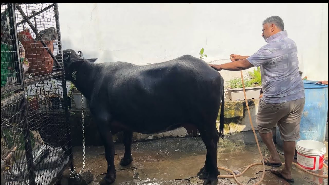 Finally hamari new member agyi🫶🥰||#explorepage#love#youtube#fun#familyvlog#hardwork#animal