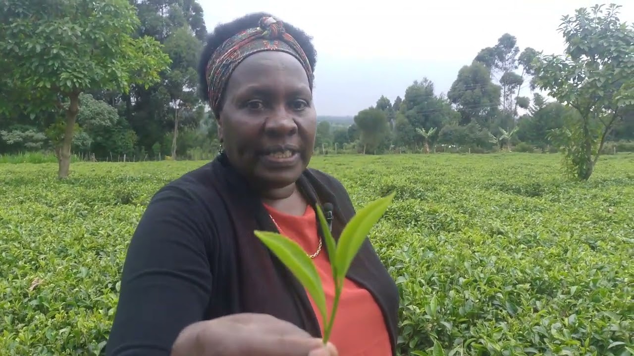 A visit to a tea farm with harsh realities of picking the best tea