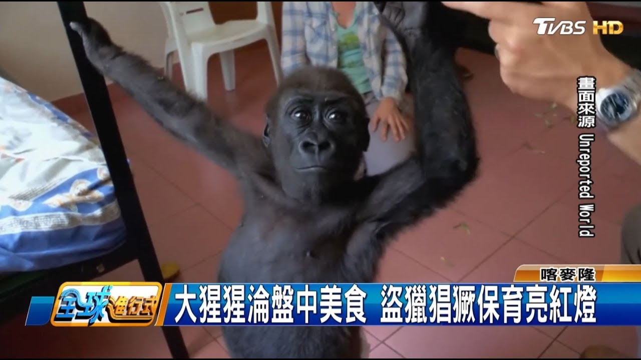 喀麥隆竟有獸肉市場！ 盜獵大猩猩當野味 全球進行式 20180707 (3/4)
