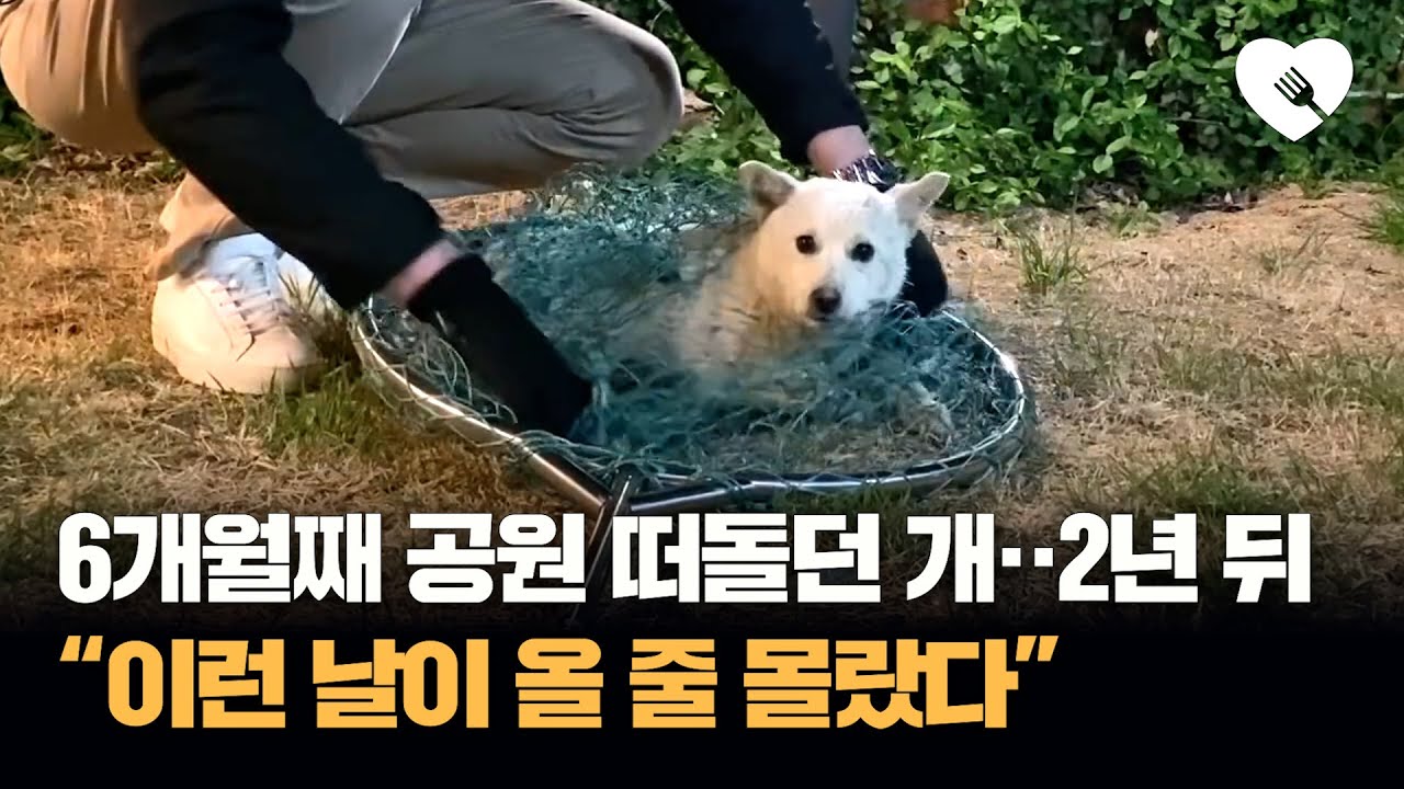 몇 개월째 공원을 떠돌던 개···2년 뒤 