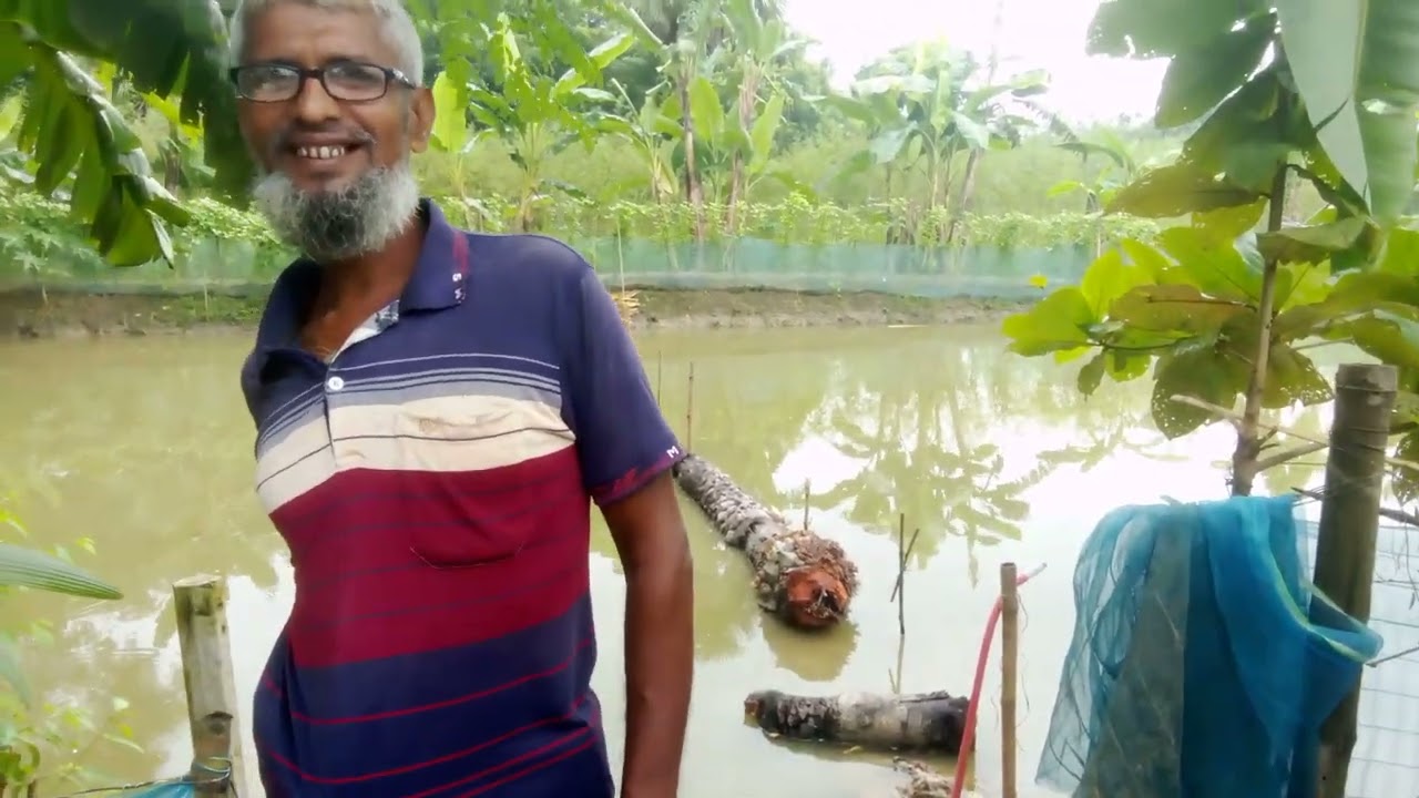 খুলনার দিঘলিয়ার। শোল মাছ চাষী। কামাল ভাইয়ের পুকুর থেকে সরাসরি আমি। মোস্তাফিজ।01779904435। দেশি শোল