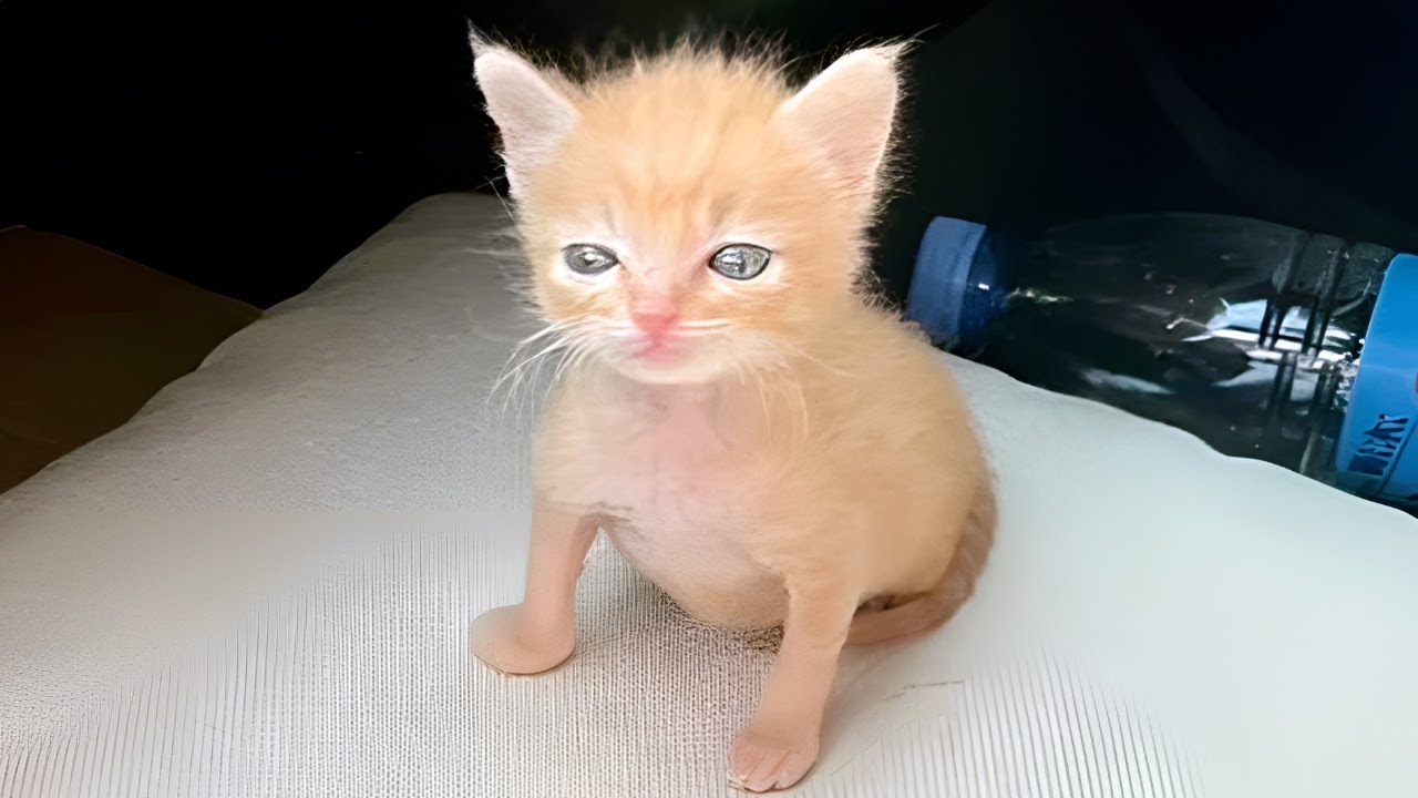 cats malfunctioning hard