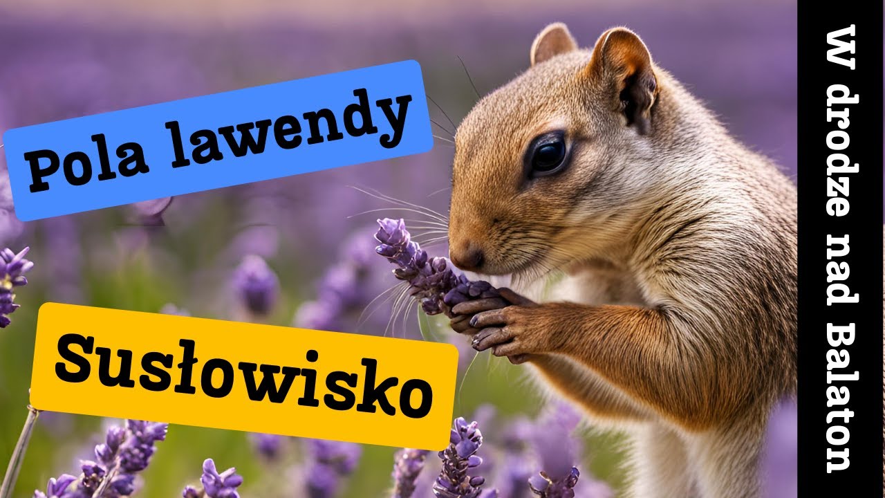 Węgierski Balaton BEZ TAJEMNIC w stylu Vanlife🌄 Słowacki Raj, Susłowisko, Lawendowy półwysep Tihany🪻