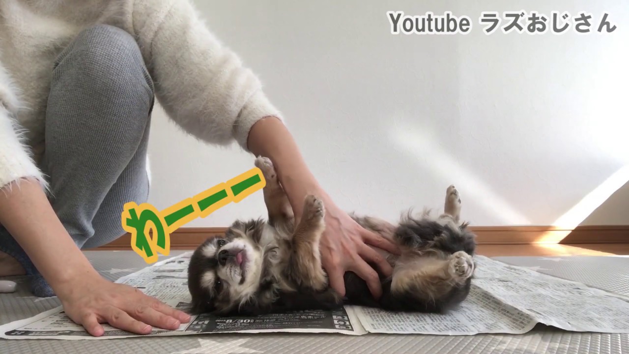 ラズおじさん133 トリミング中に寝ます。