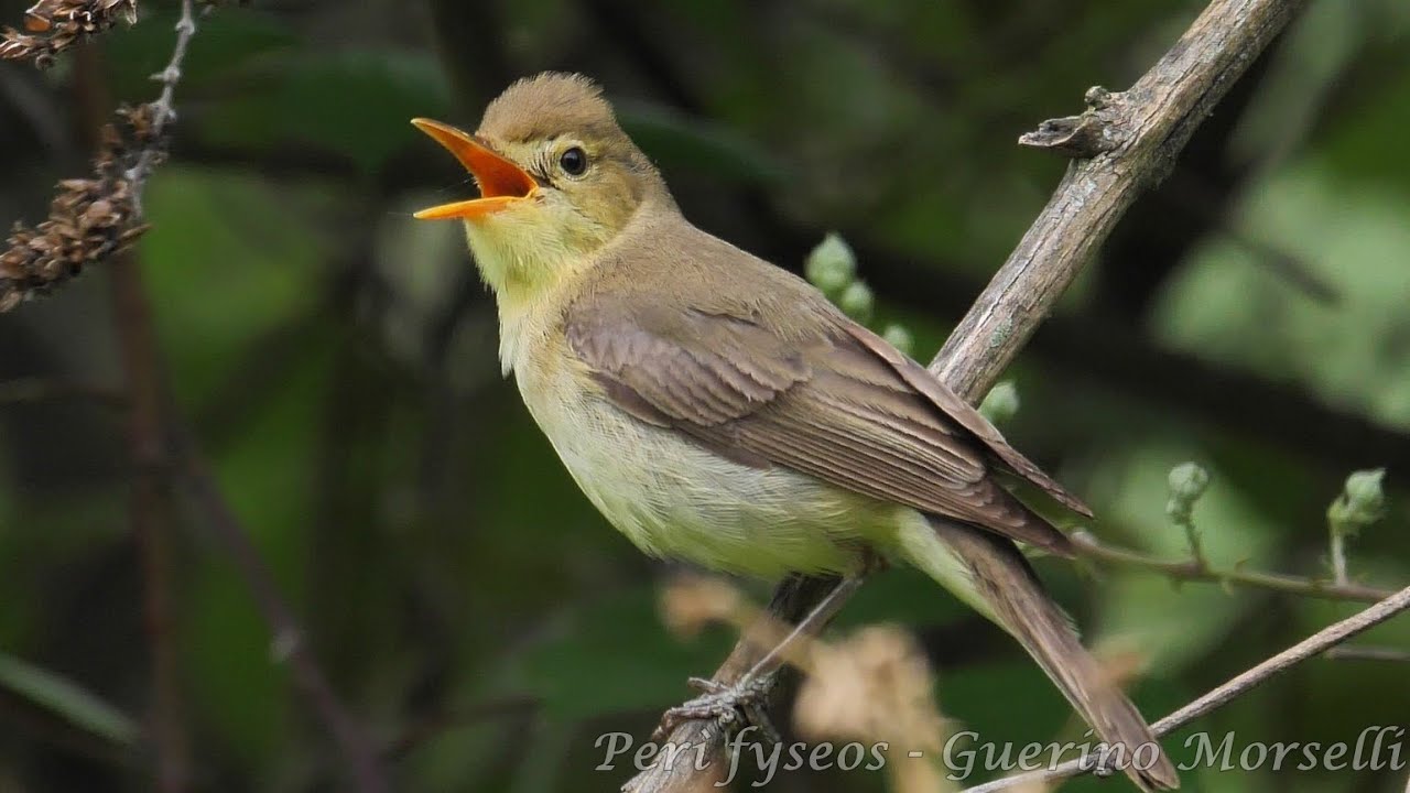 Canto del Canapino - Melodious warbler song (Hippolais polyglotta)