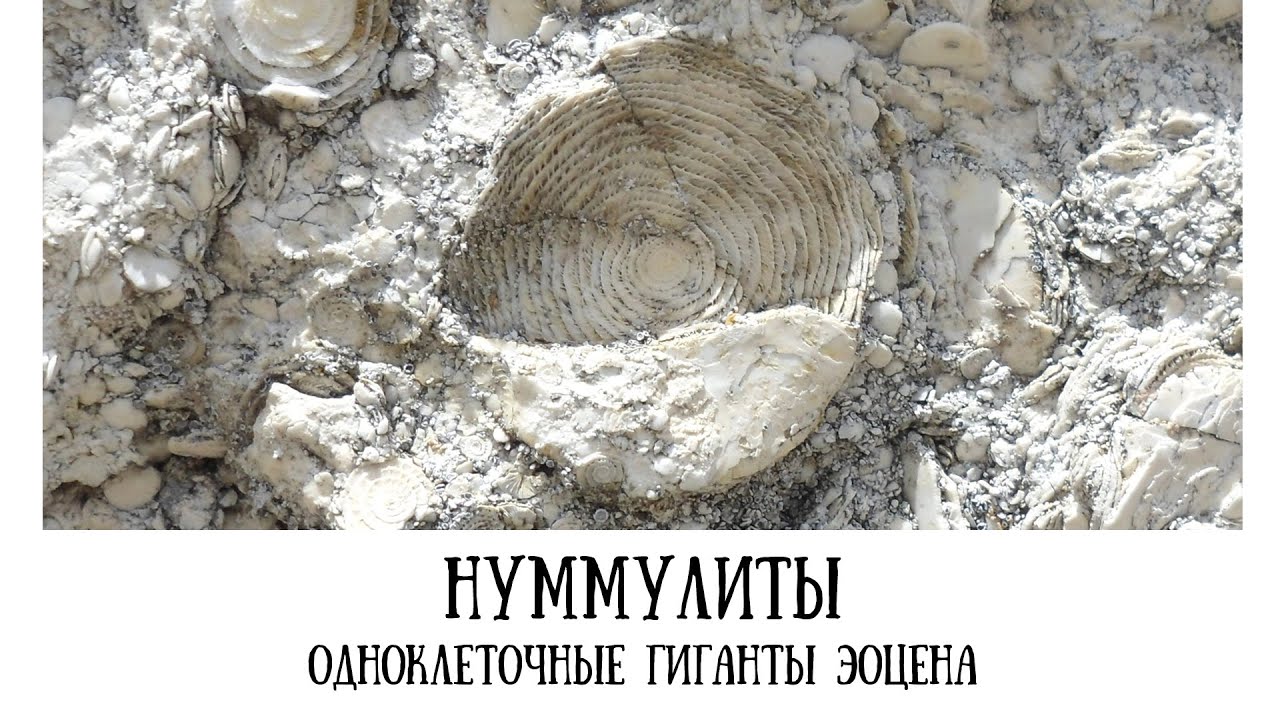 Нуммулиты - одноклеточные гиганты эоцена