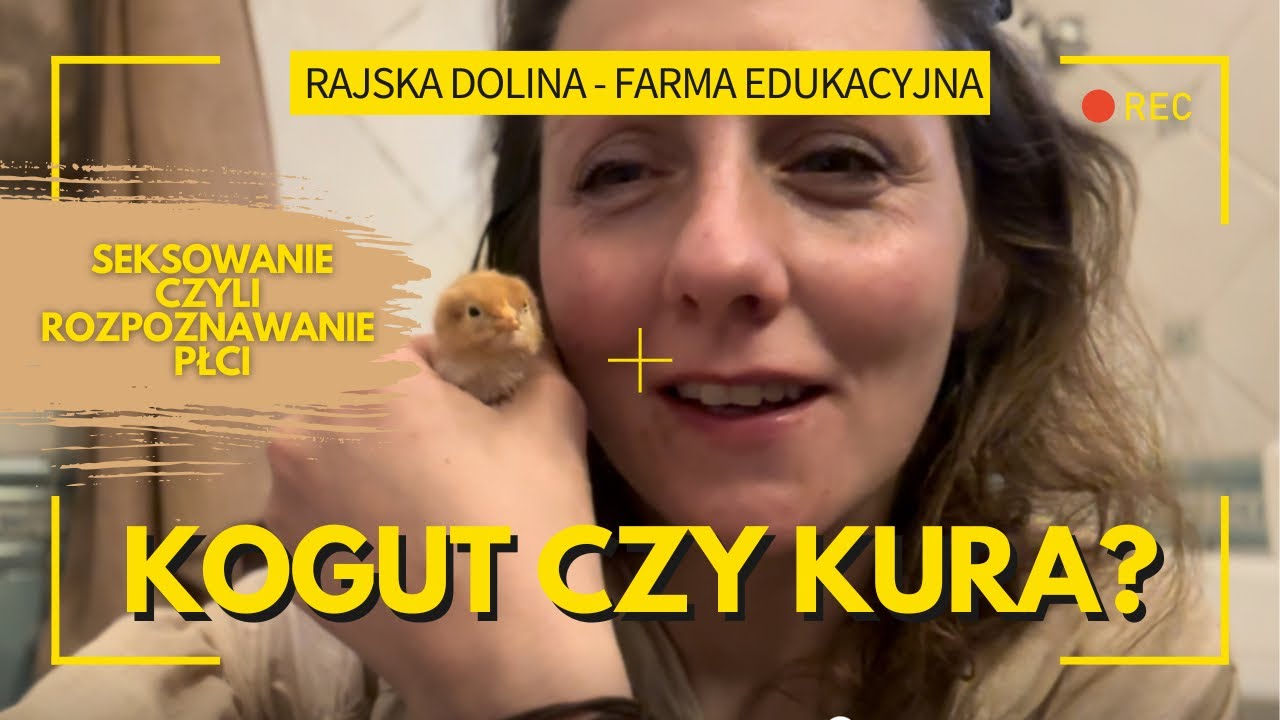 Seksowanie. Jak rozpoznać płeć u piskląt? KOGUT CZY KURA?