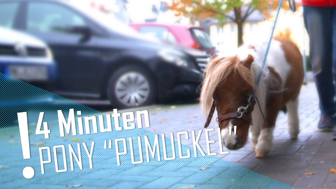 4 MINUTEN | Pony 
