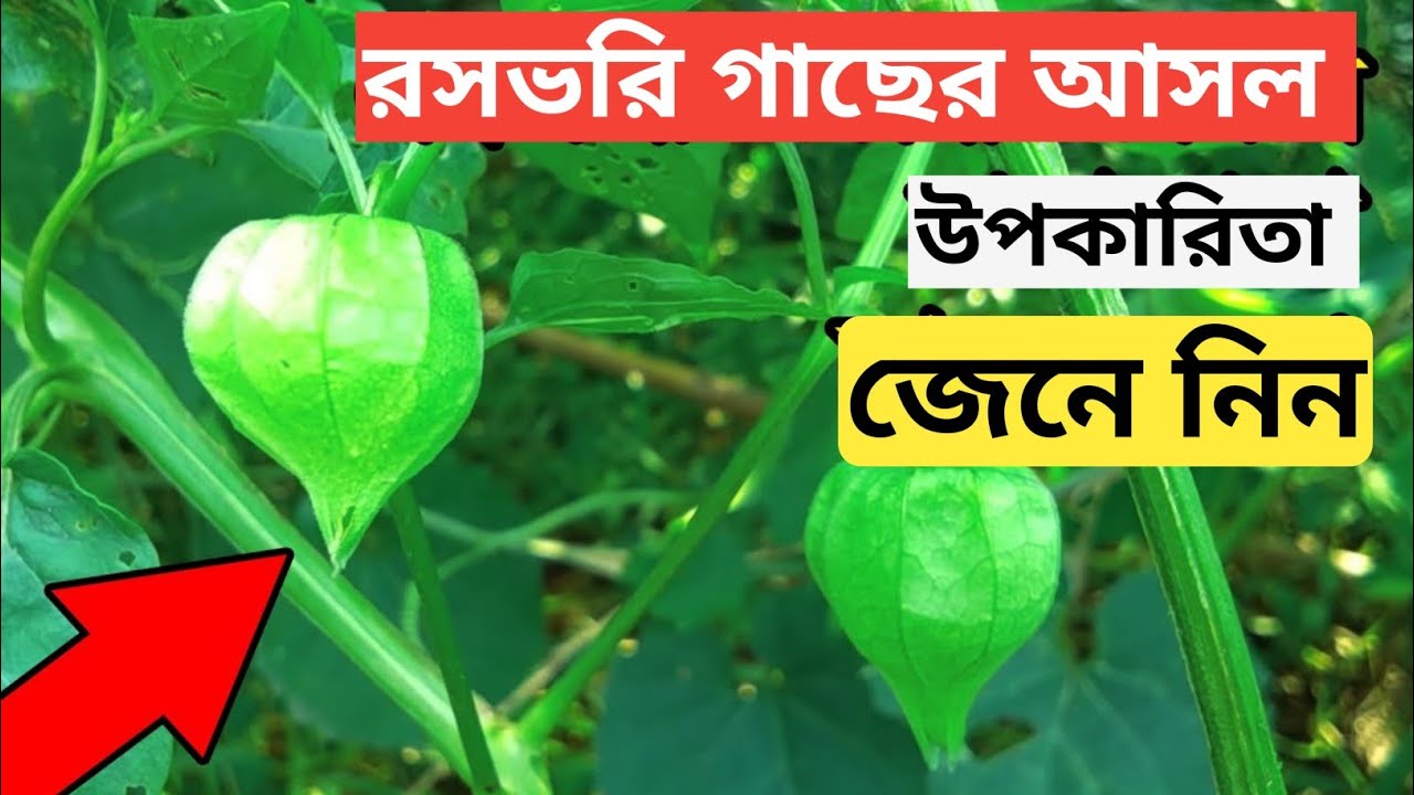 রসভরি গাছের উপকারিতা | রসভরি গাছের কি কি উপকার এবং ক্ষতি আছে | Benefits of Gooseberry