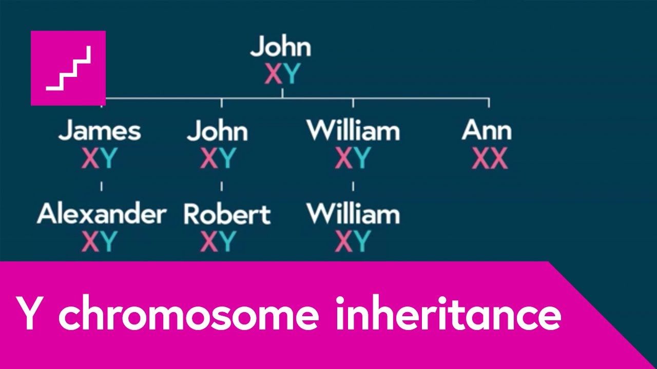 How is the Y chromosome passed down by males through the generations?