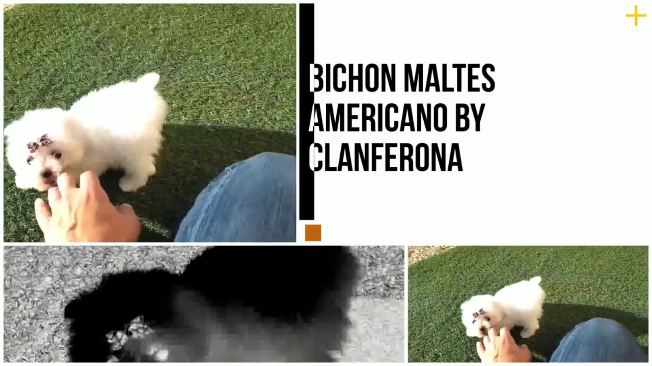 Bichon Maltes Americano Toy TEA CUP Clanferona
