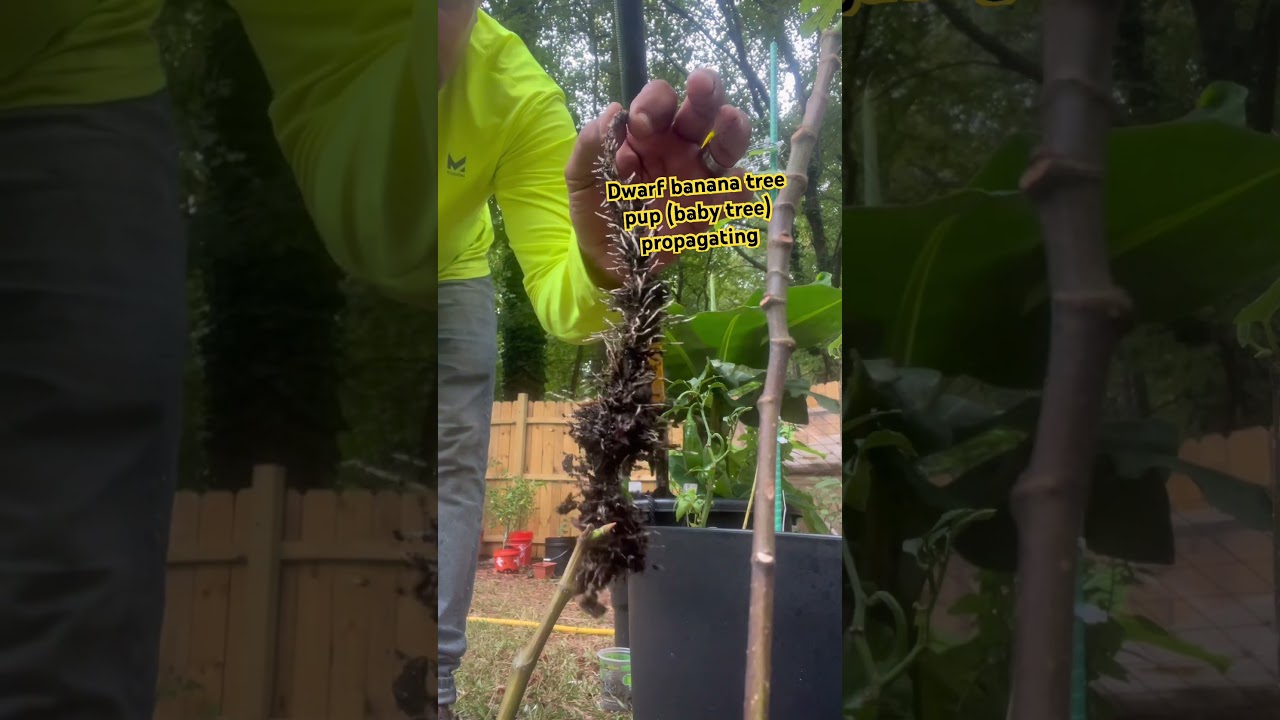 Dwarf banana tree propagation #gardenbyfreed #garden #propagation