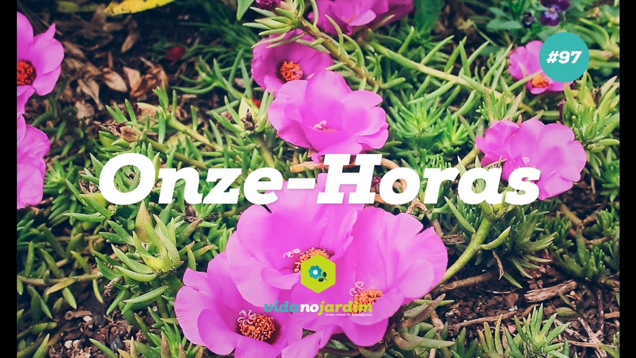 Como CUIDAR e CULTIVAR A ONZE HORAS - DICAS e ESPÉCIES