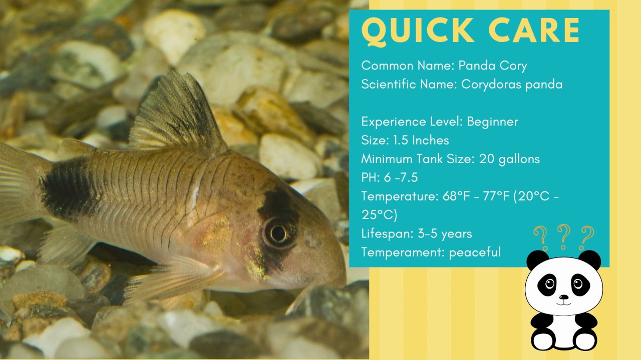 How To Care For Panda Cory Catfish