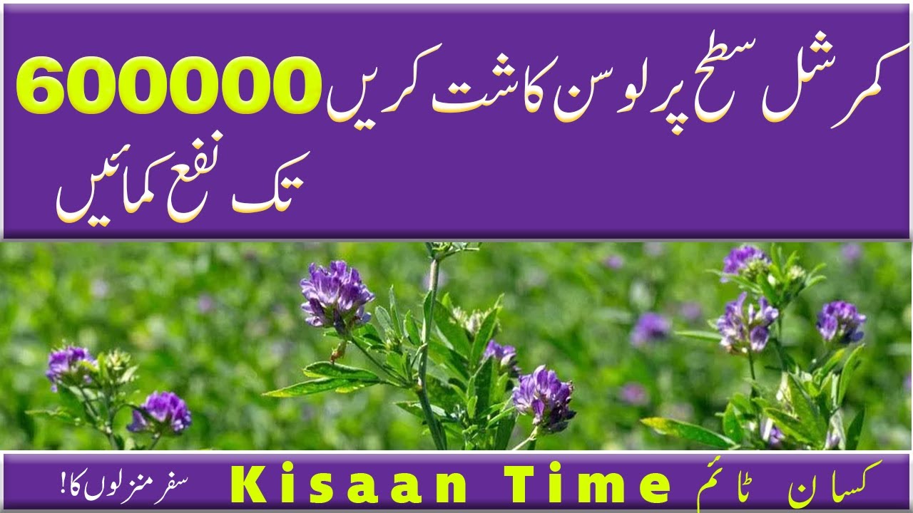 Season of hardship of Losan, method of hardship of Losan, Losan four farmer's time, Sani mazam