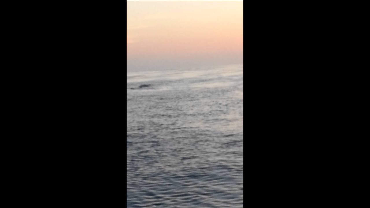 Whalewatchsd22222