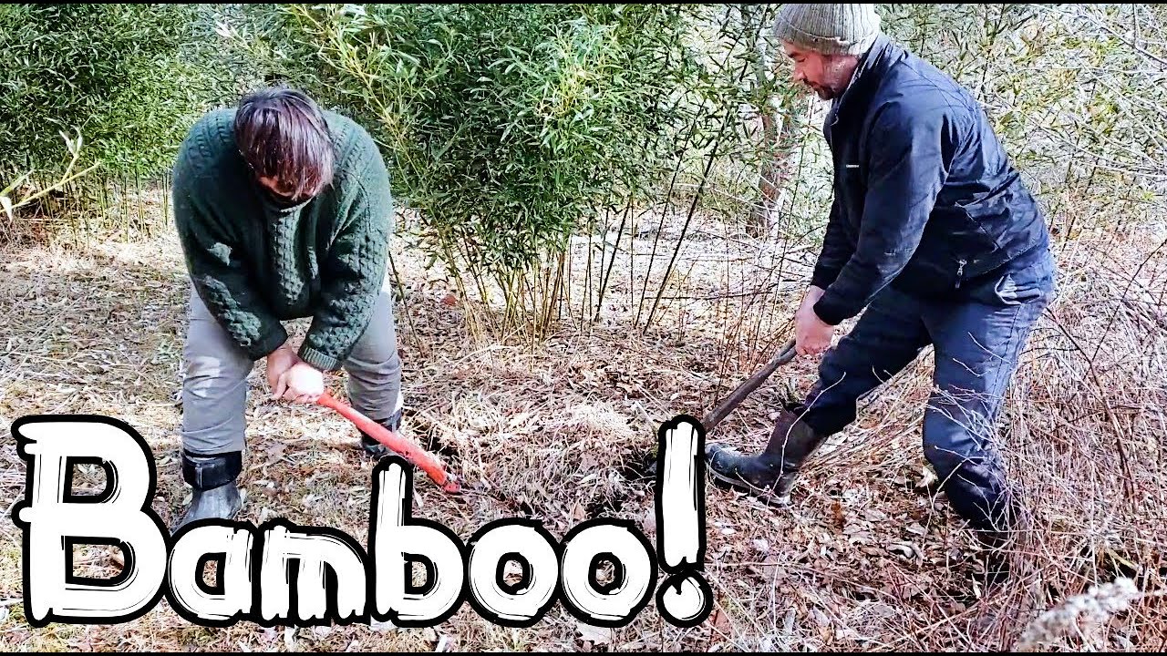 Bamboo!  Processing plants for sale and planting