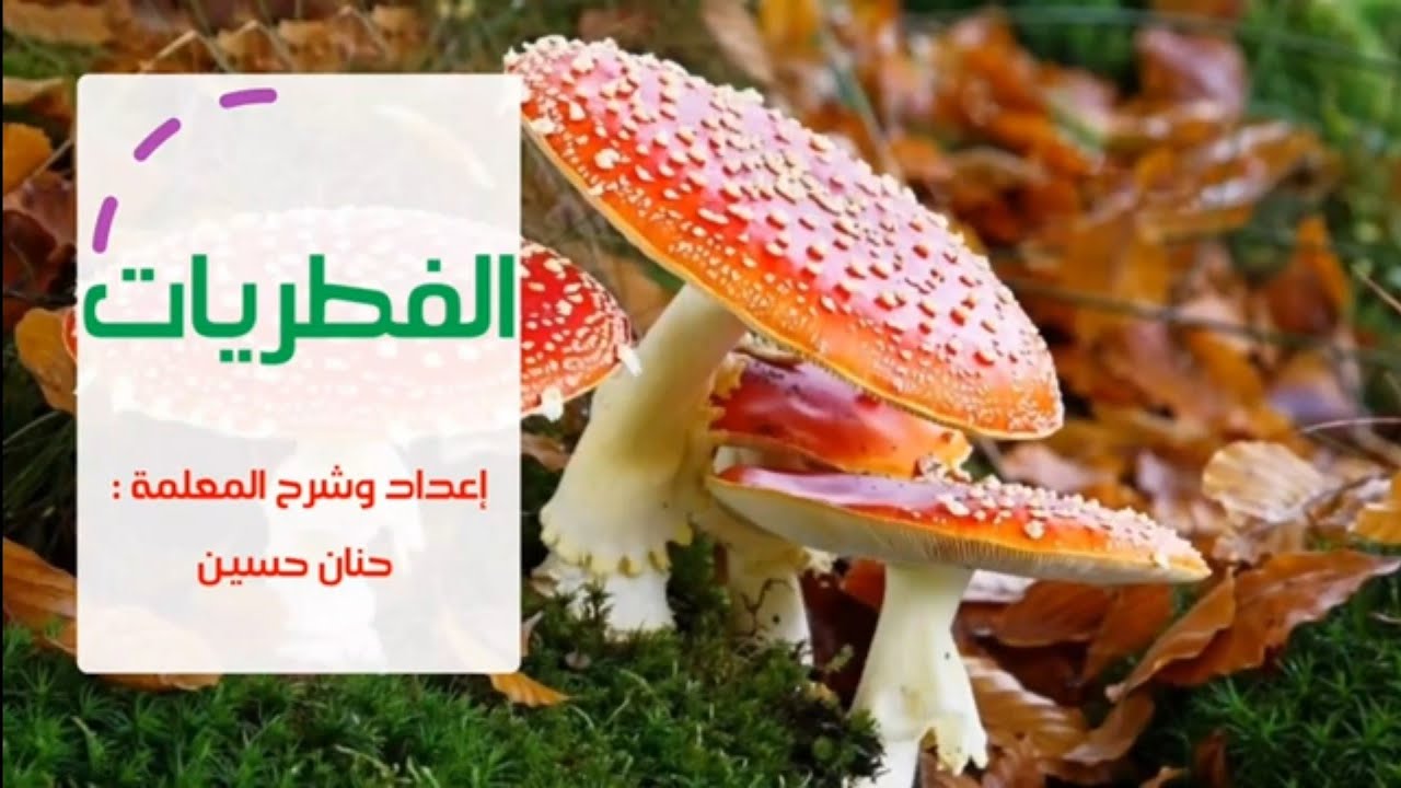 الصف الخامس : الفطريات