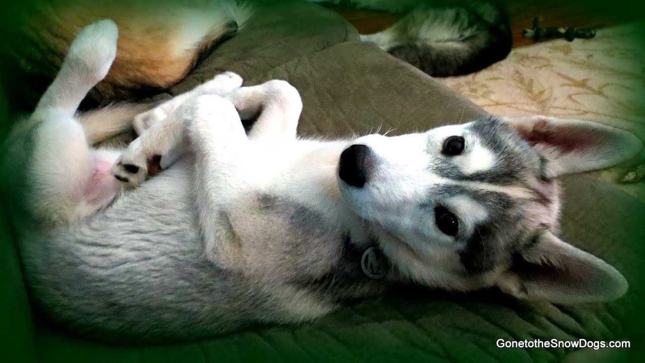 Pomsky ? Shelby's Birthday ? Siberian Husky Pomeranian Mix? FAN FRIDAY #114