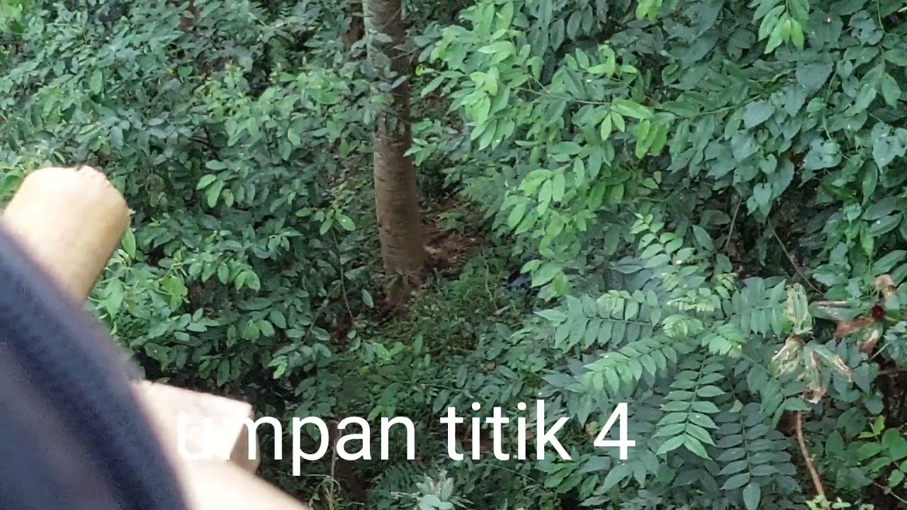 berburu babi hutan dengan PCP call 177