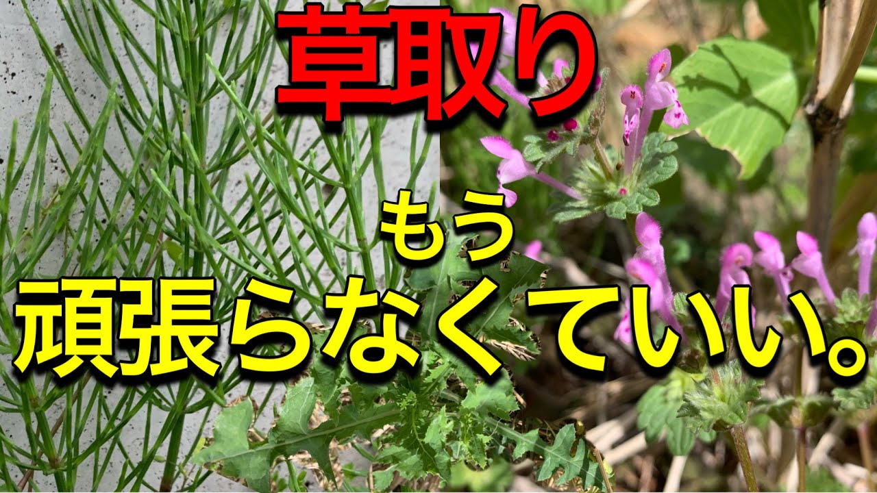 草取りを楽にする方法。年々やっかいな雑草が減っていくやり方のコツ