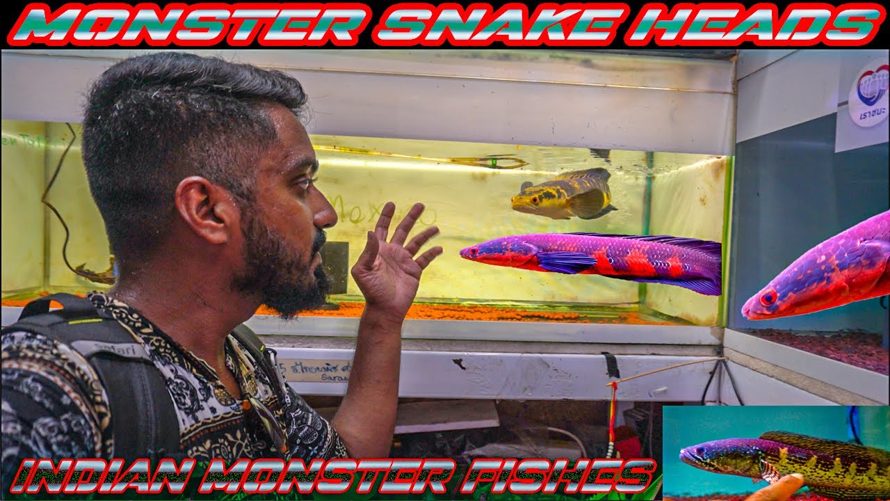 indian snakehead fish channa snakehead 💥🤯 monster fish tank | yellow sentarum | red sentarum | cobra
