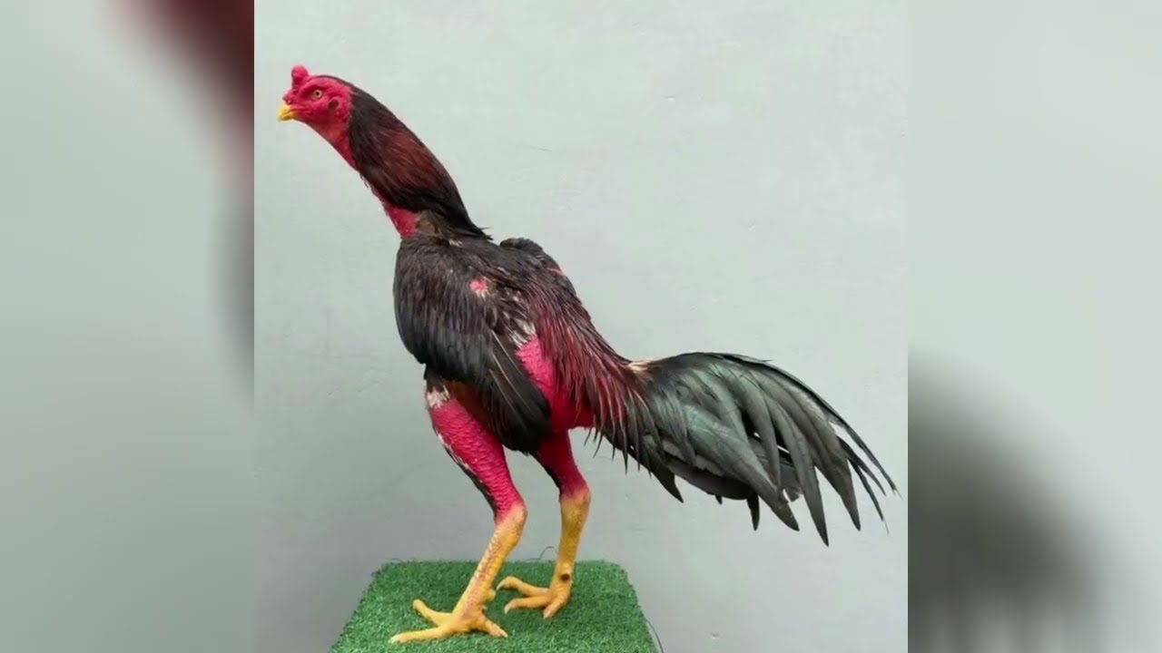 Galo indio brasileiro / Uma espécie diferente