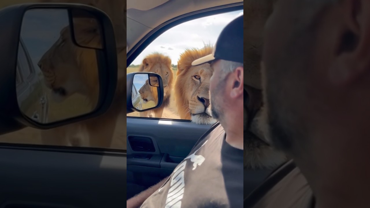 I Was Definitely Not Expecting That.#serengeti #surprise #lion #lions #mufasa