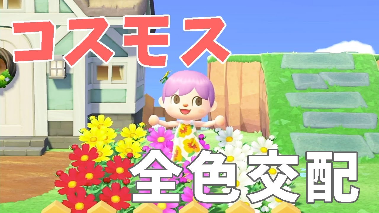 【あつ森】コスモス全色交配の仕方〜黒コスモスが欲しい〜【花交配】