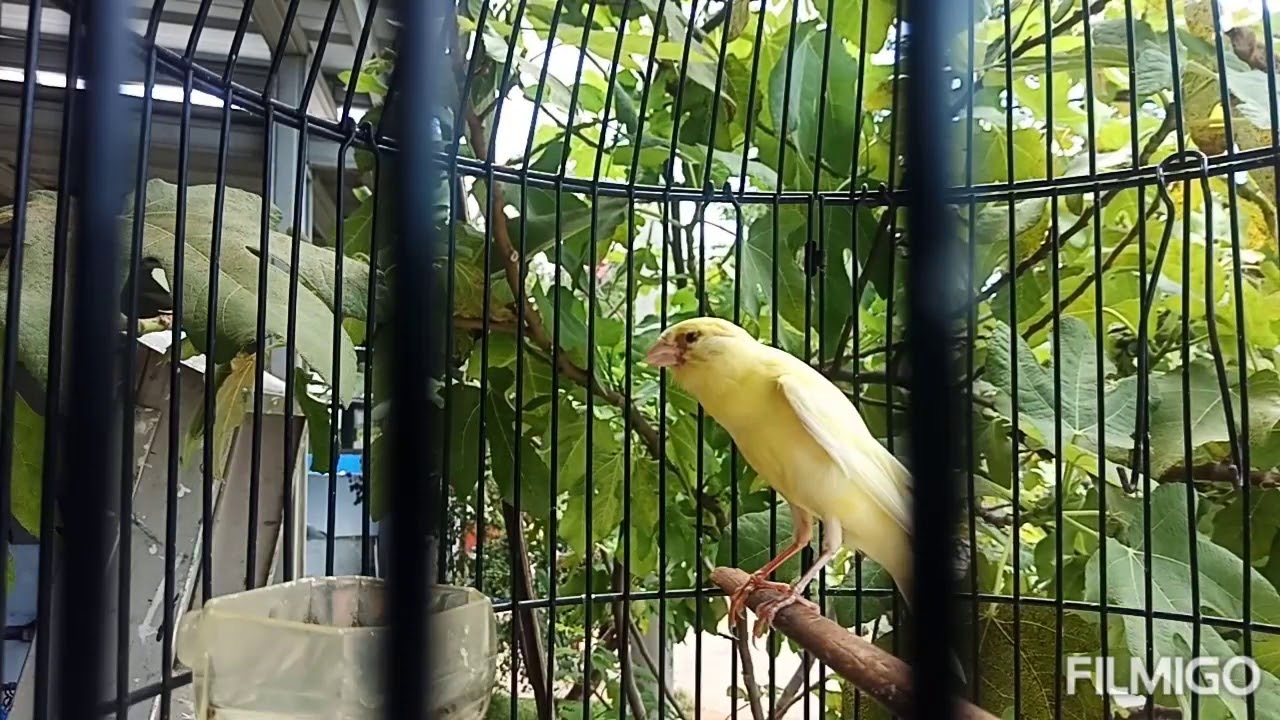 Kenari kaset kusut ampuh pancing kenari bahan