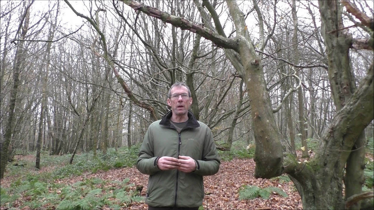 Bushcraft uses for hornbeam