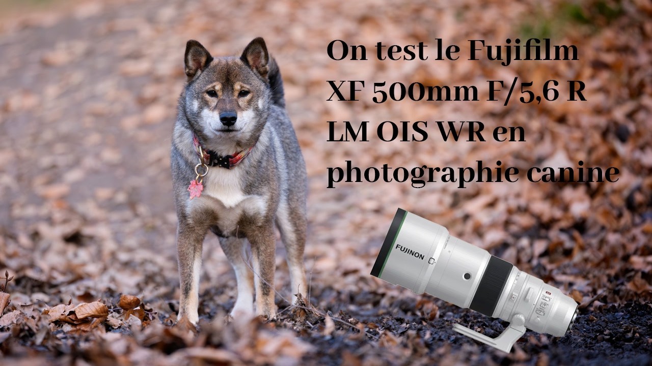 Photographier des chiens avec un 500mm ? Test du Fujifilm XF 500mm