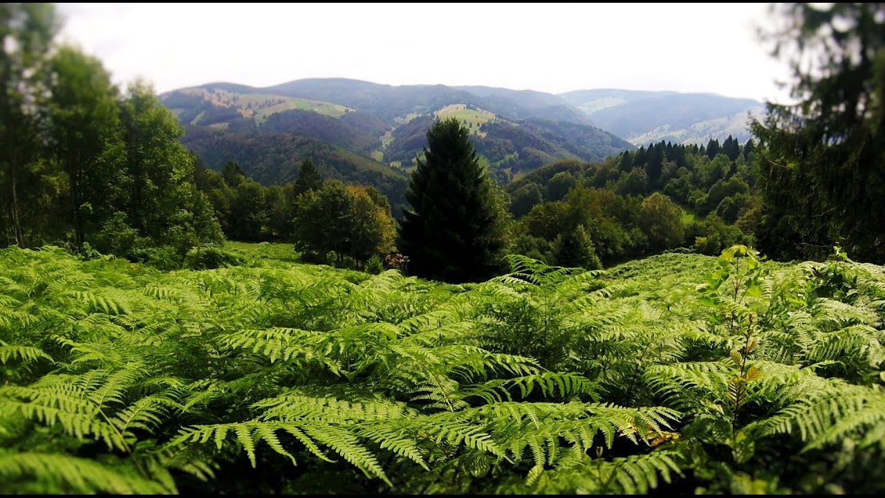 Schwarzwald Cross Tag 2 Klettgau nach Ehrenkirchen