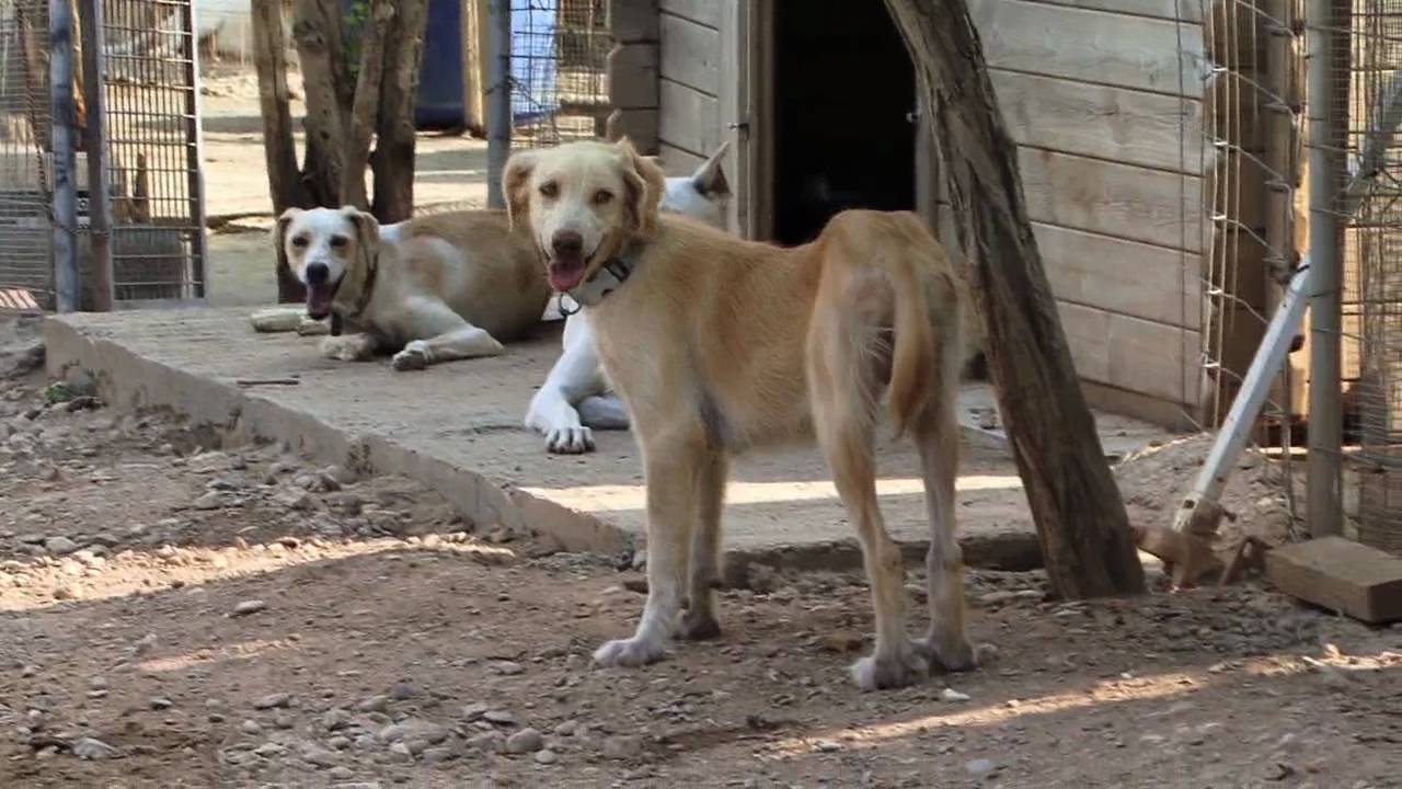 Protectora de animales Lleida