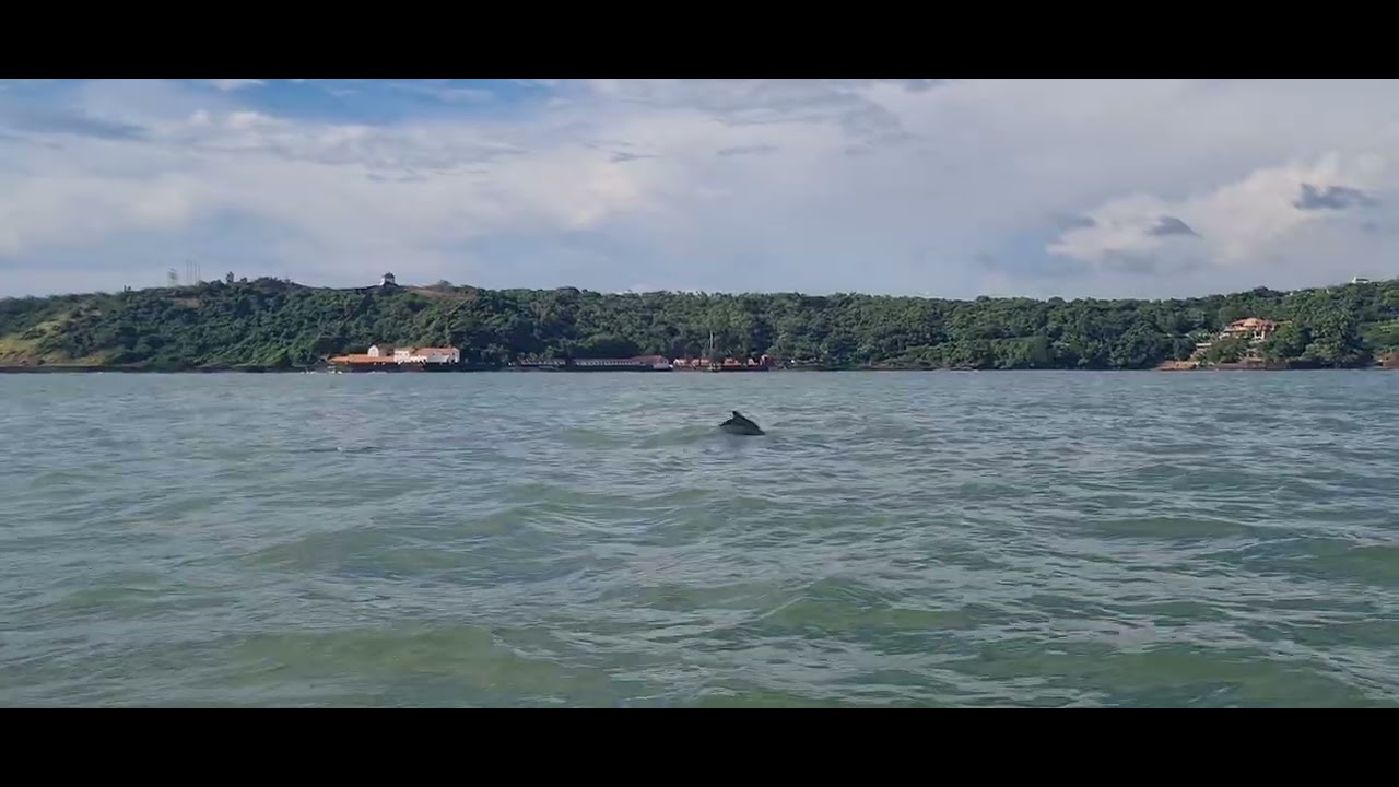 Dolphin lake Goa