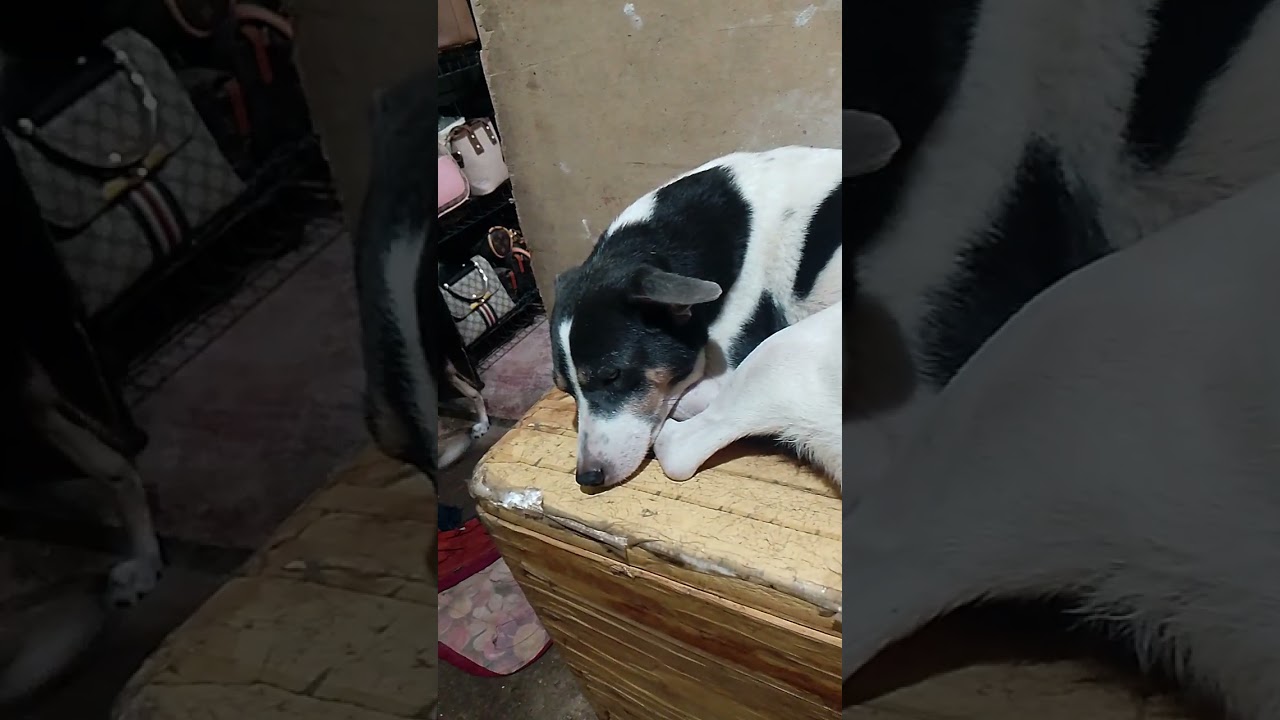 STAR NG BUHAY KO