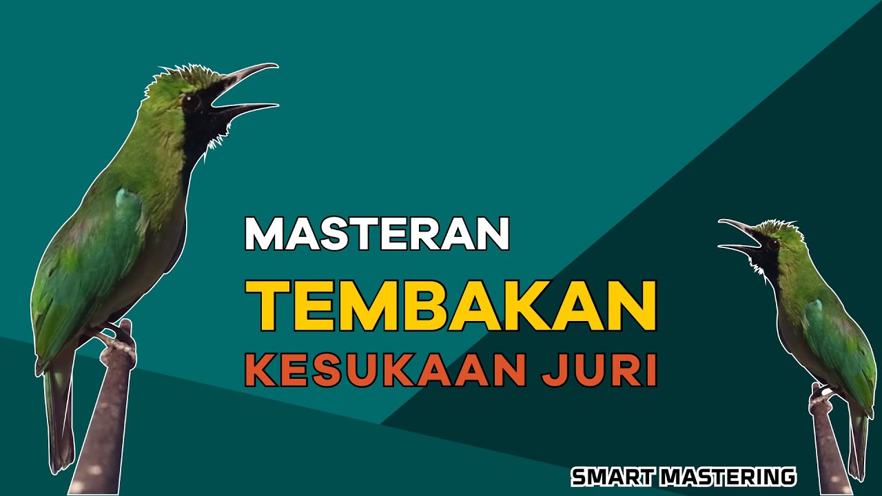 MASTERAN KASARAN CUCAK IJO BOS Q, Lawan AUTO KO!! BIKIN JURI MELONGO.