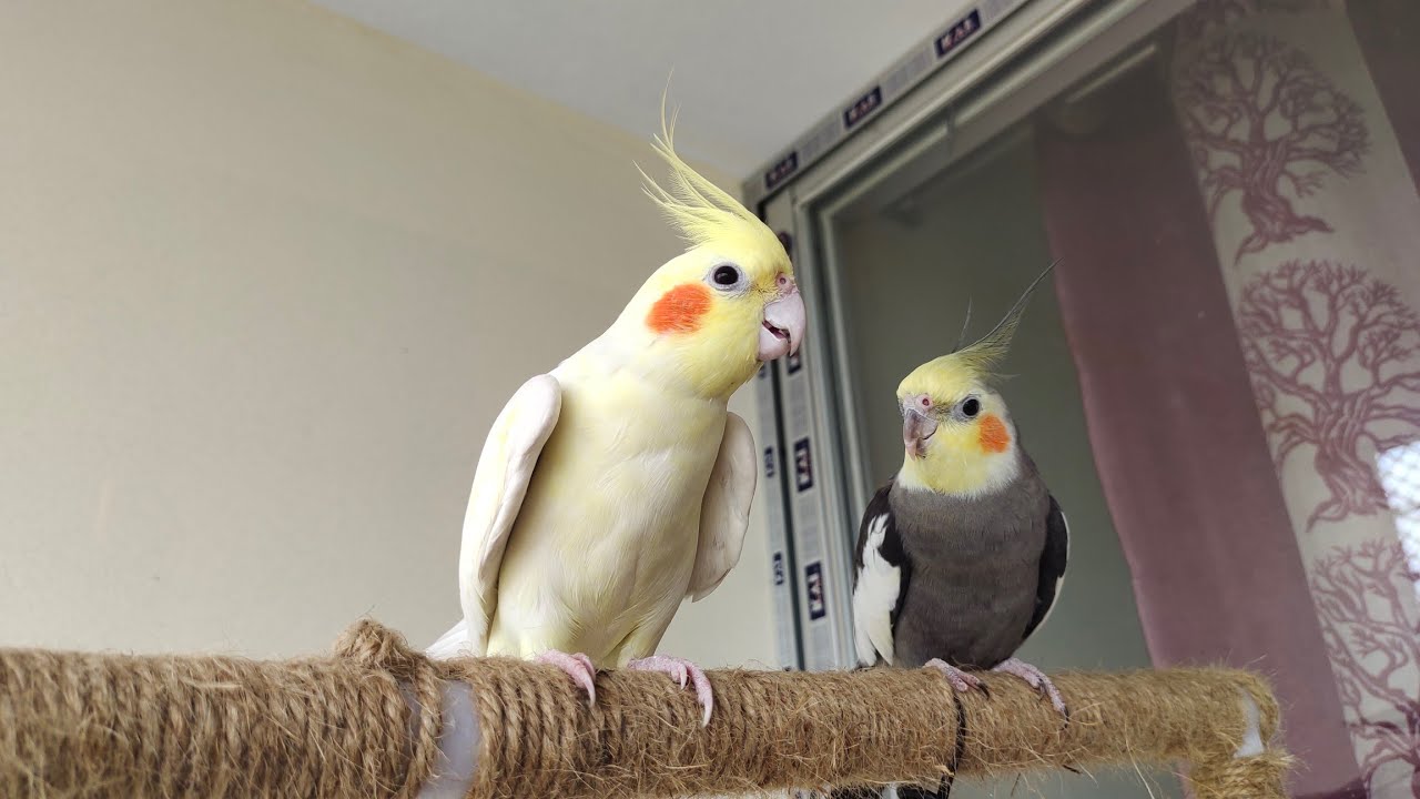 Male Cockatiel Calling Sounds