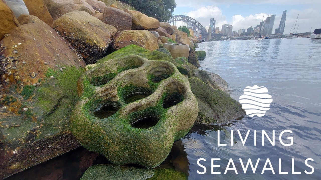 Living Seawalls - co-design for nature