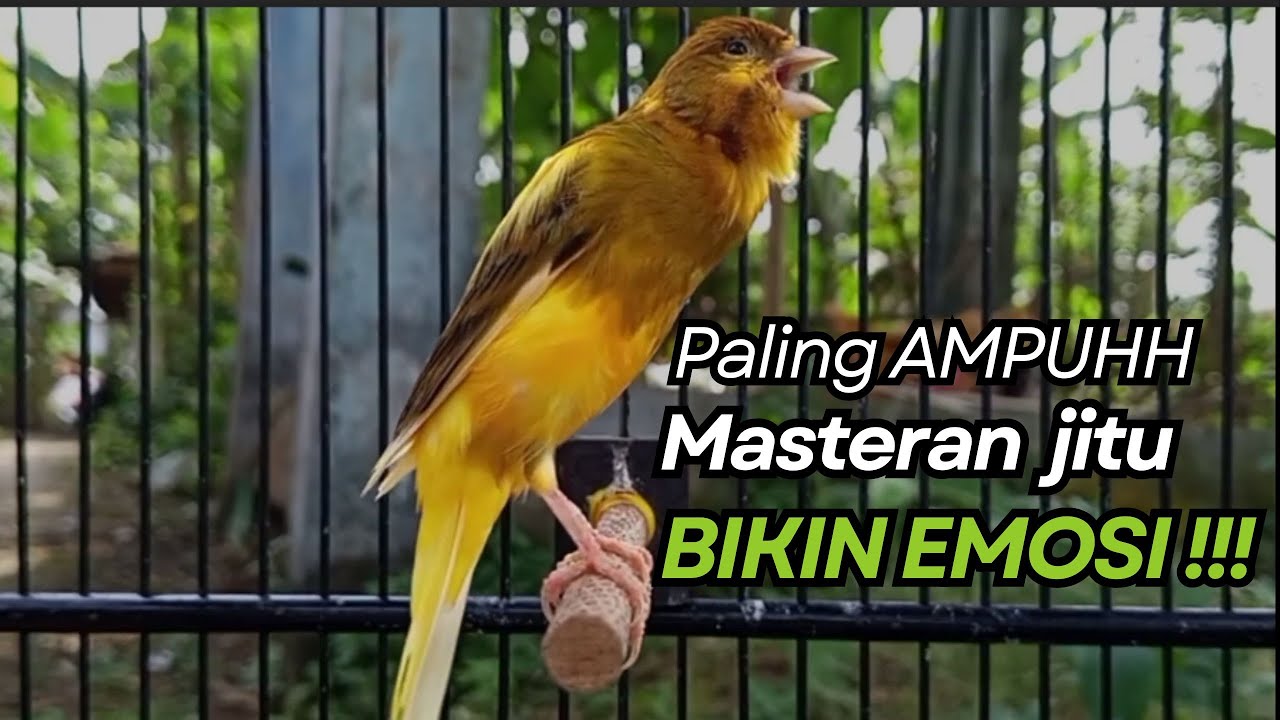 KENARI GACOR Cuit CUIT BIRAHI UNTUK PANCINGAN & MASTERAN Kenari PAUD AGAR BUNYI
