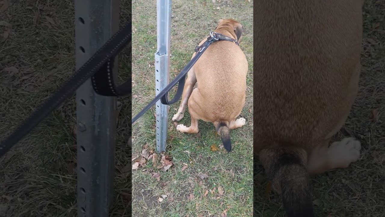 🐶another 4:20⏳ walk with Hercules 🚶‍♂️