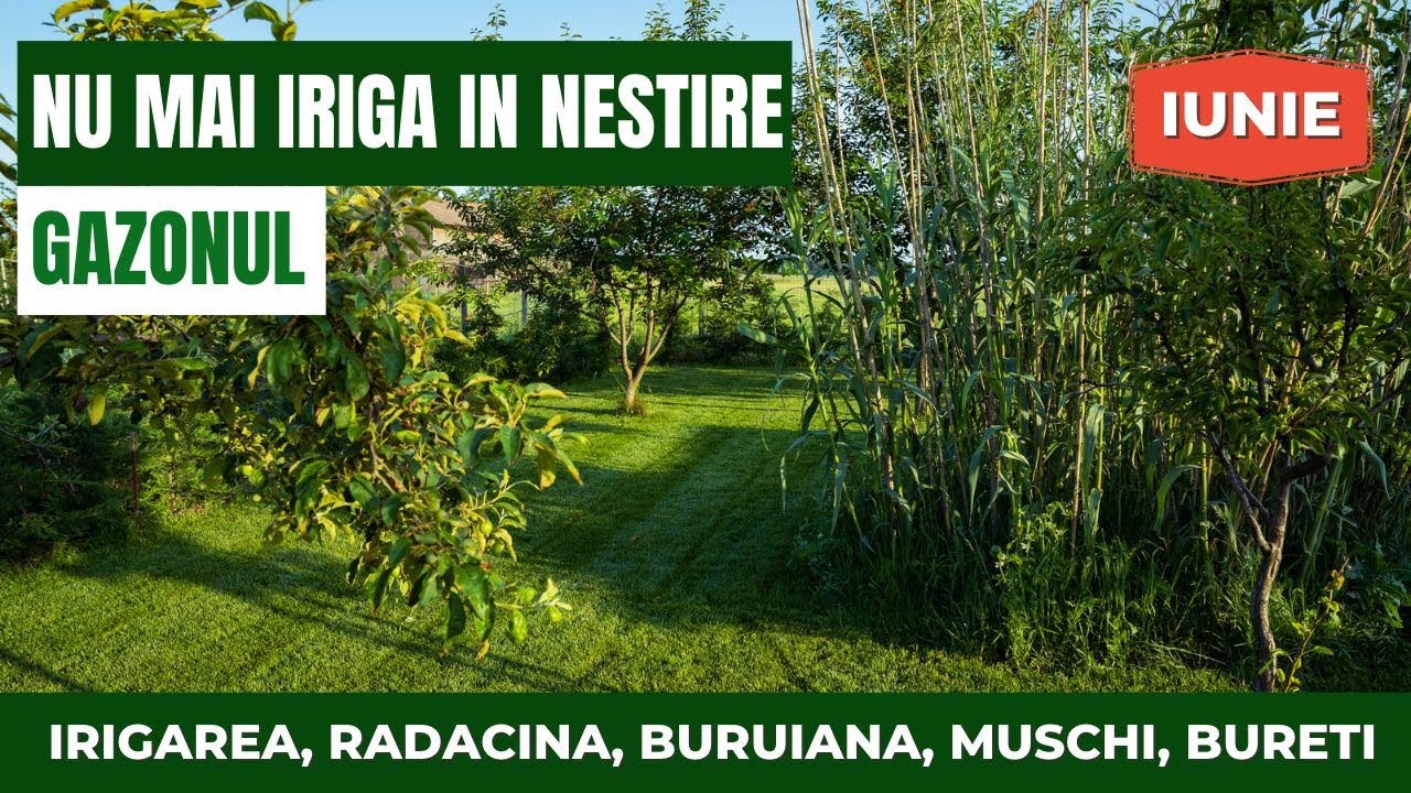 O verificare de făcut gazonului înaintea verii și irigarea în luna iunie. Bureți. Mușchi. Buruiană.