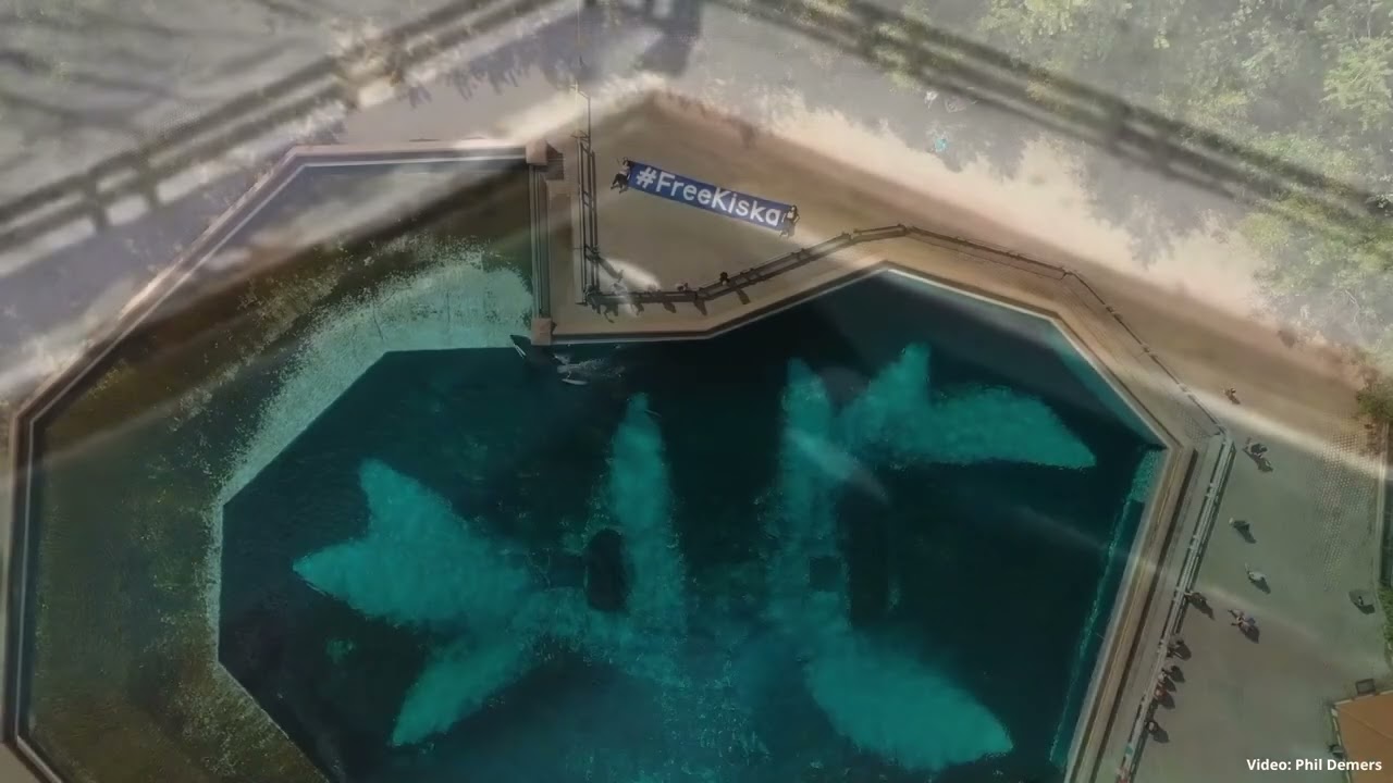 Dark side of captivity - Kiska | Whale and Dolphin Conservation