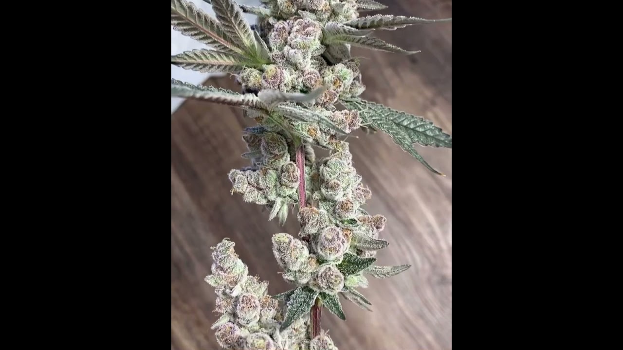My first harvest Tropicana cookies #marshydro #organic #cannabisgrow