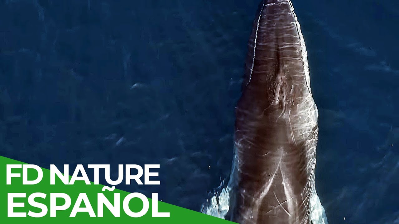 Chile - Un Viaje Salvaje: Chile es un Mar | Free Documentary Nature - Español
