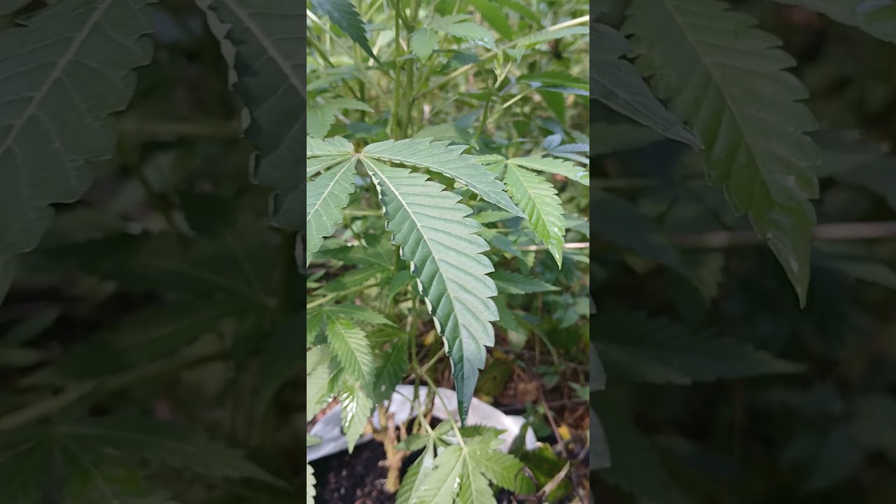 stealth growing
