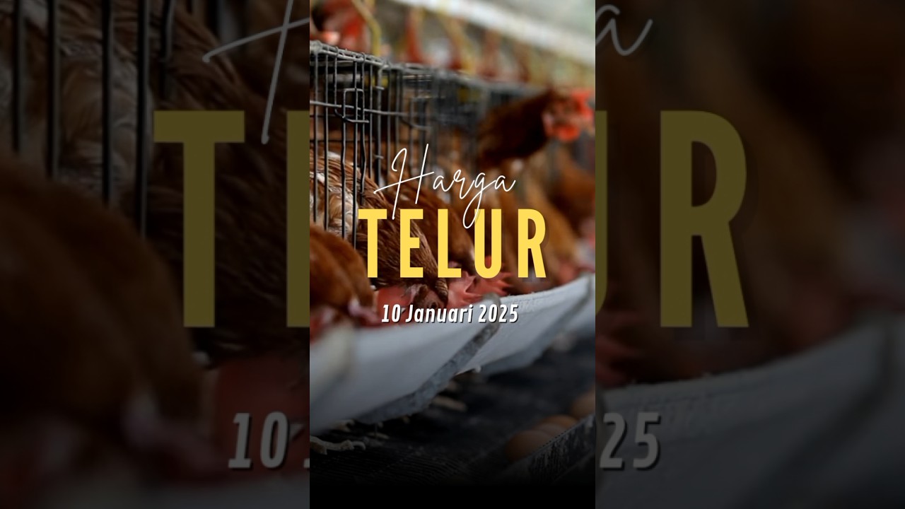 Referensi Harga Telur 10 Januari 2025 #hargatelur #peternakmuda #ayampetelur
