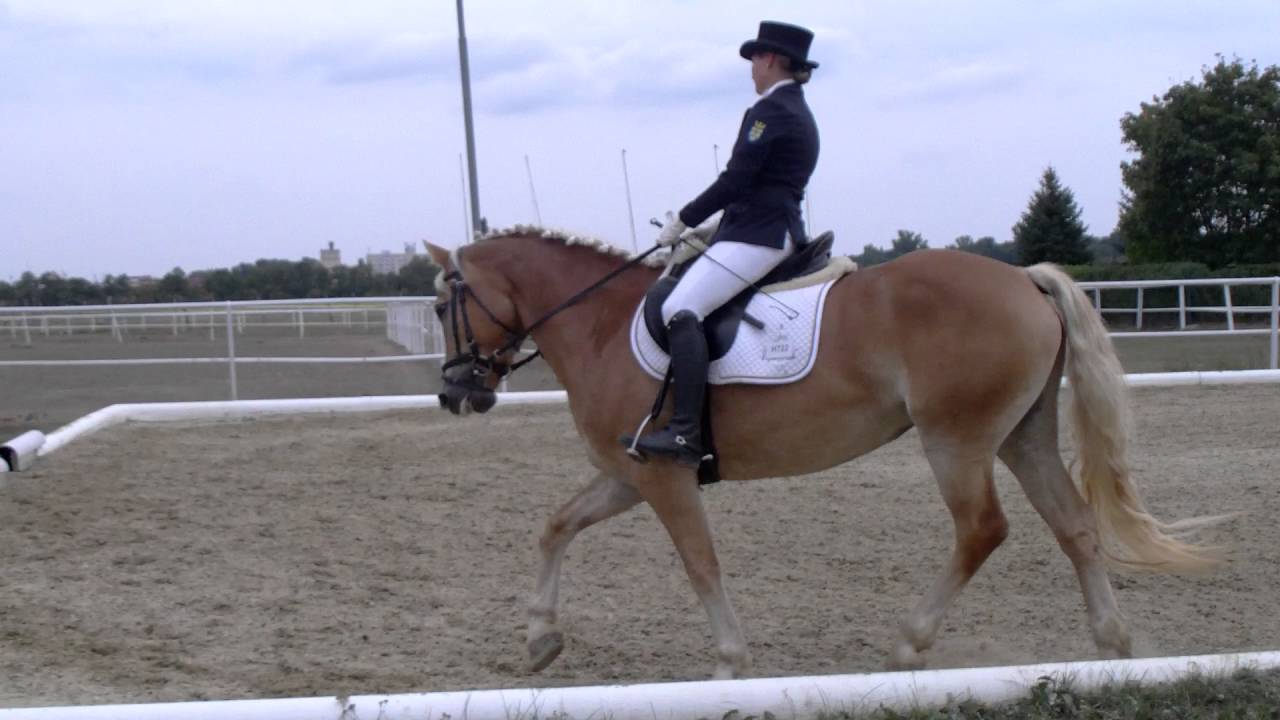LM Dressur Haflinger